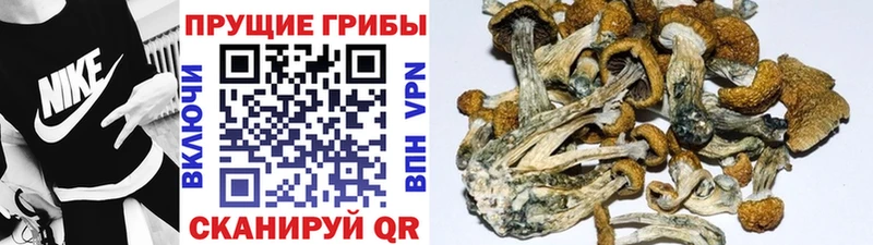 как найти Барыш Псилоцибиновые грибы прущие грибы
